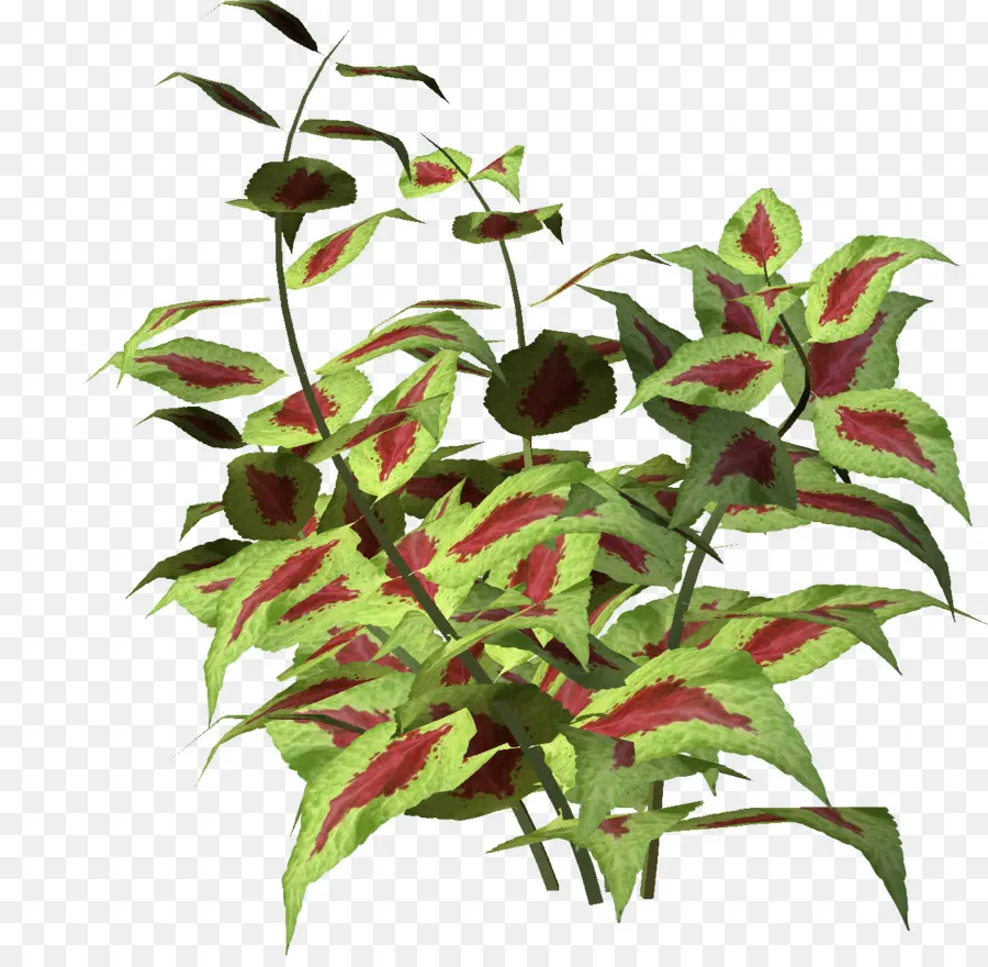 Planta Colorida，Hojas PNG