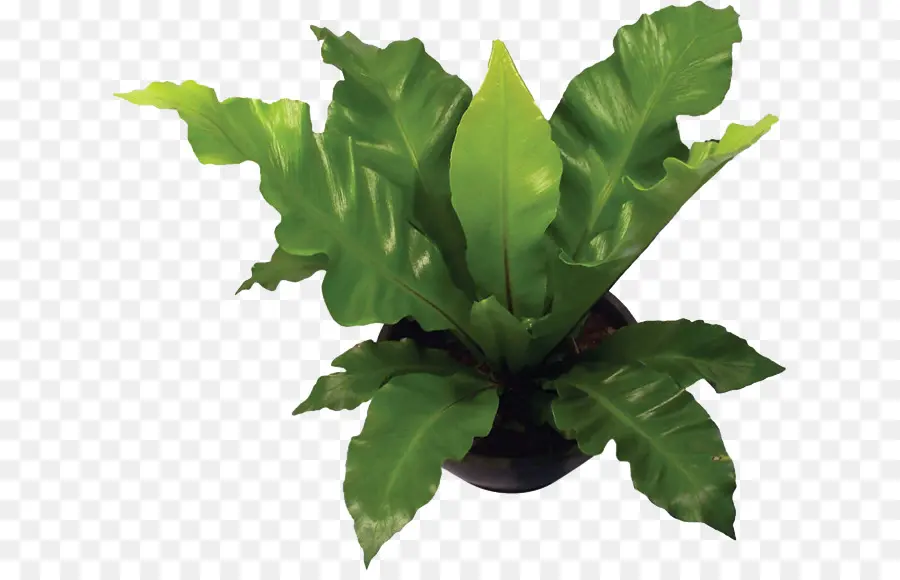 Planta，Hoja PNG