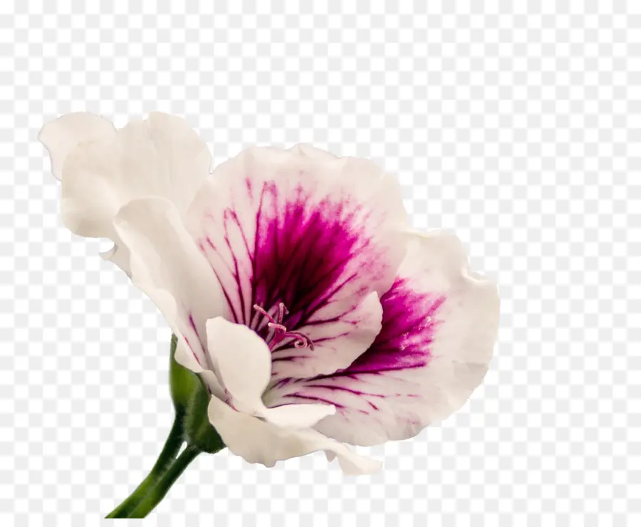 Flor，Grúa Sbill PNG