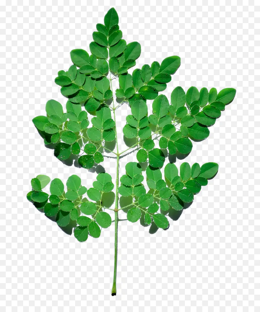 El árbol De Moringa，Planta PNG