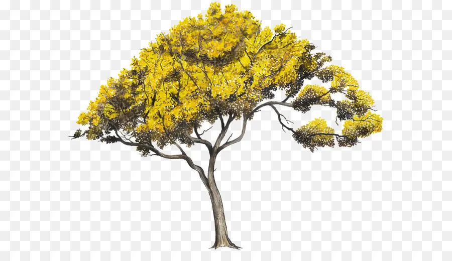 árbol Amarillo，Amarillo PNG