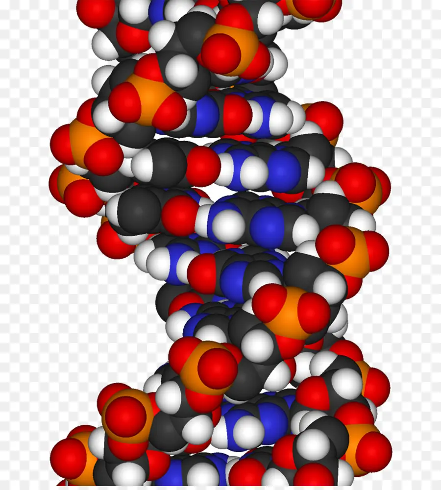 Doble Hélice De Una Cuenta Personal Del Descubrimiento De La Estructura Del Adn，Adn PNG