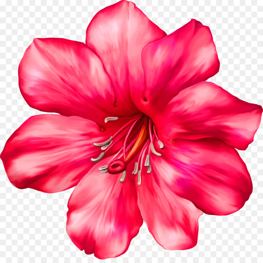 Flor，Rosa PNG