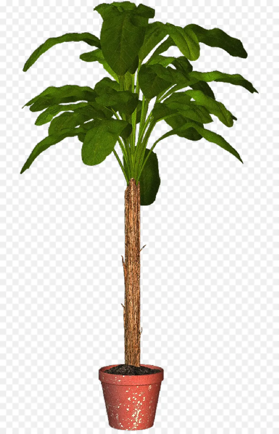 Arecaceae，Maceta PNG