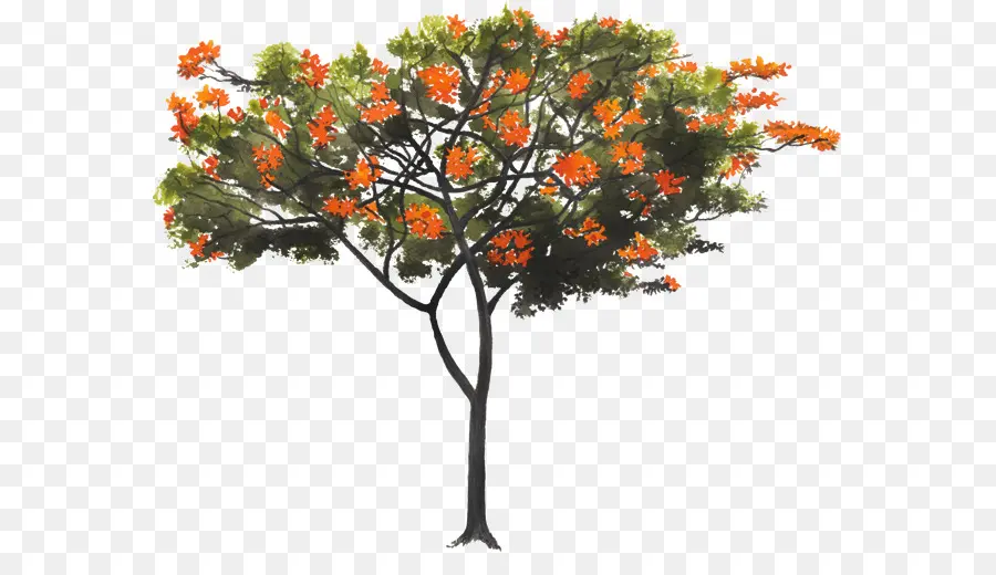 Árbol，Hojas PNG