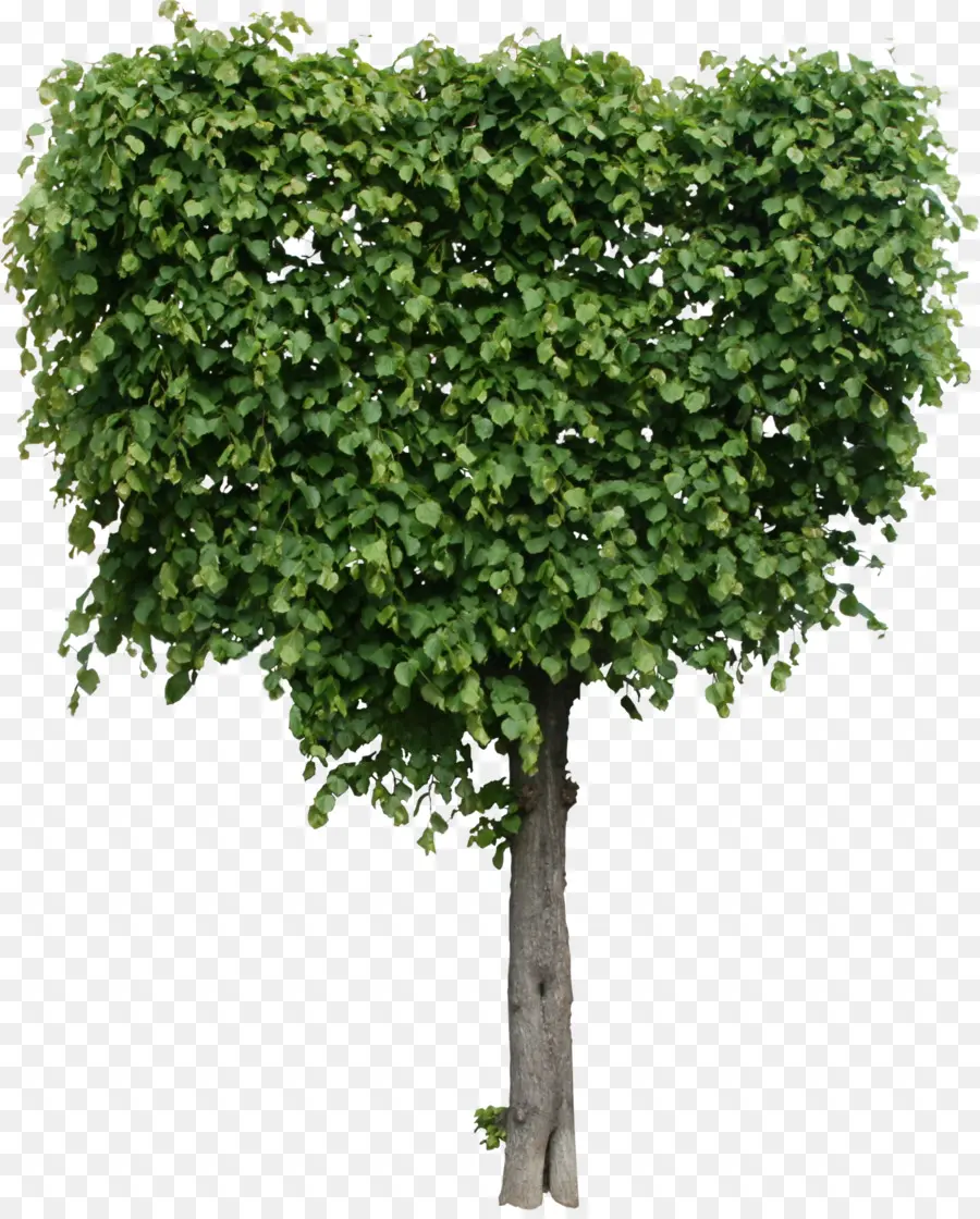 árbol，Arbusto PNG