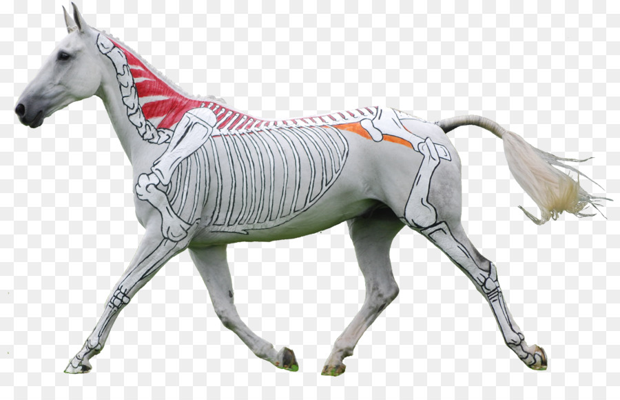 Esqueleto De Caballo，Anatomía PNG