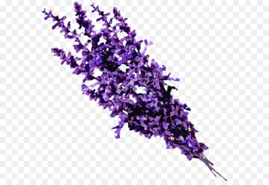 Flores Moradas，Lavanda PNG