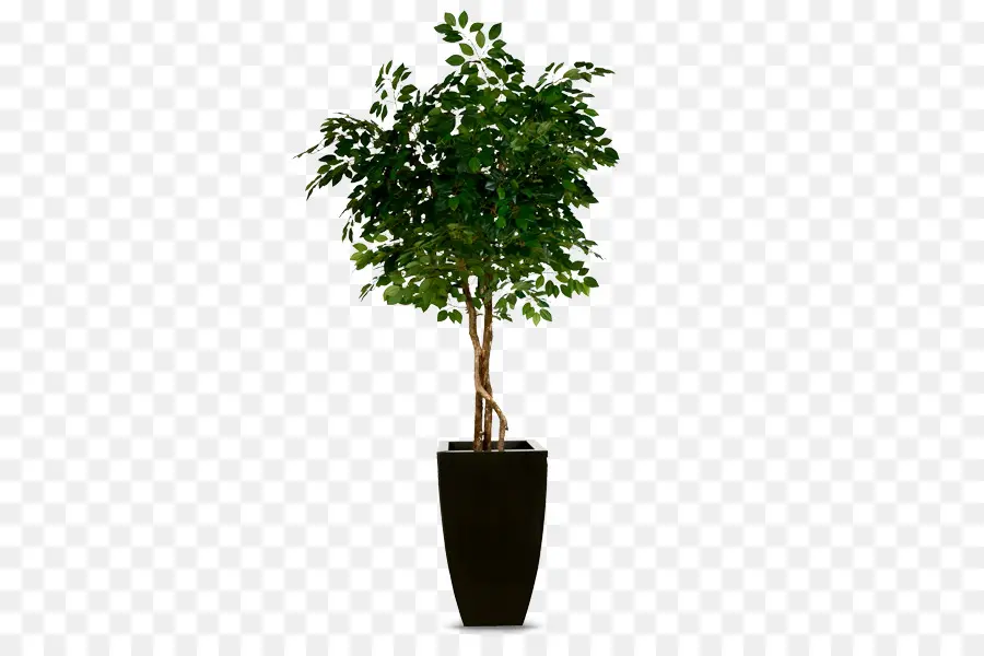 Árbol，En Conserva PNG