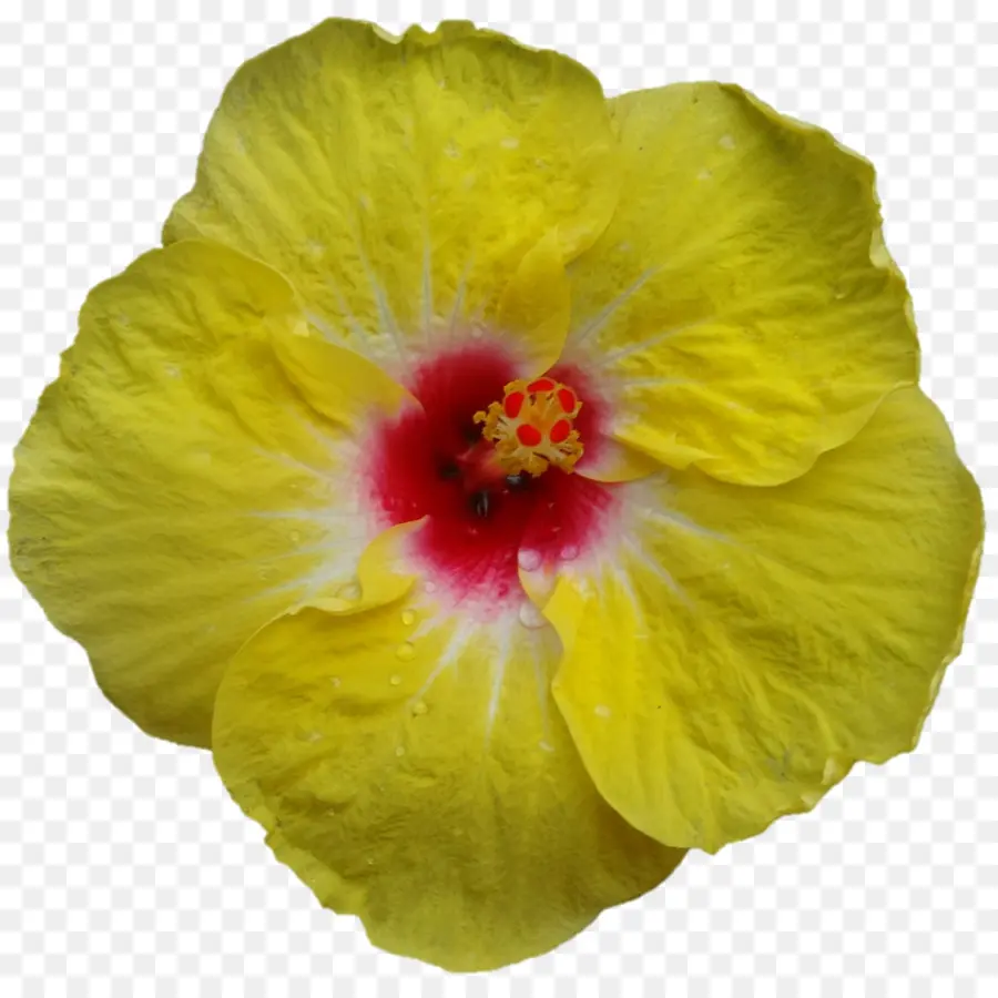 Flor Amarilla，Pétalos PNG