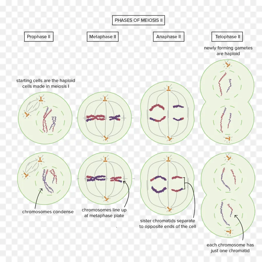 El Cromosoma，Cromosoma Homólogo PNG