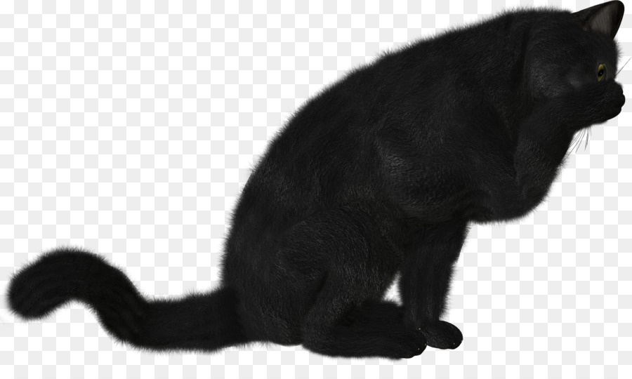 Gato，La Fotografía PNG