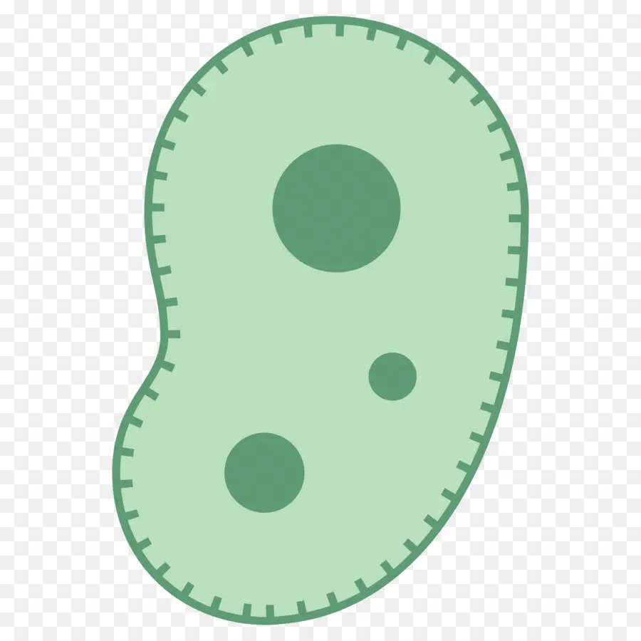 Bacterias，Celúla PNG