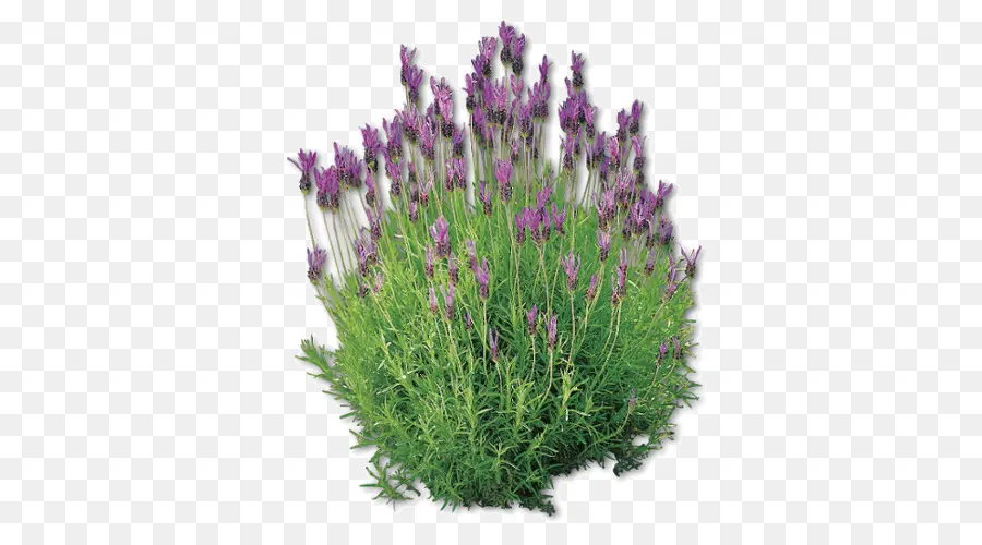 Inglés Lavanda，Lavanda Francesa PNG