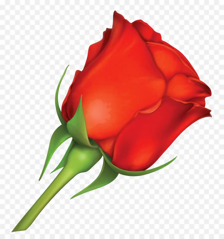 Rosa Roja，Floración PNG