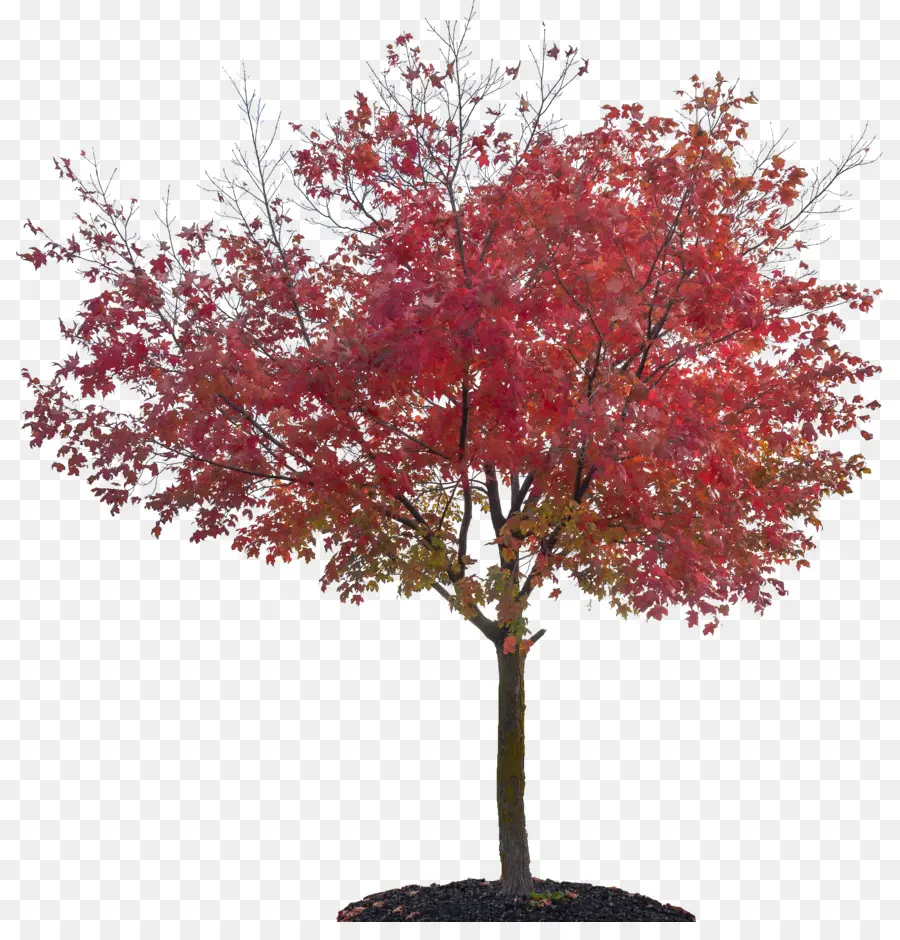 Árbol，Hojas PNG