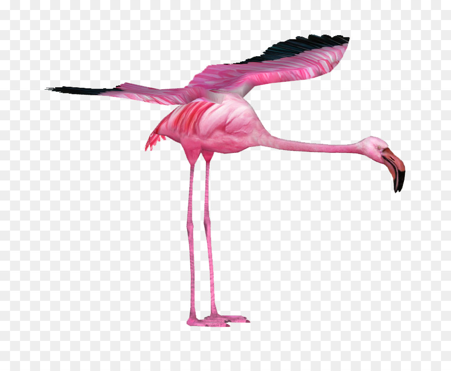 Flamencos，Rosa PNG