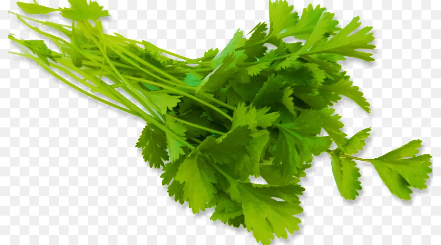 Cilantro，Vegetal PNG