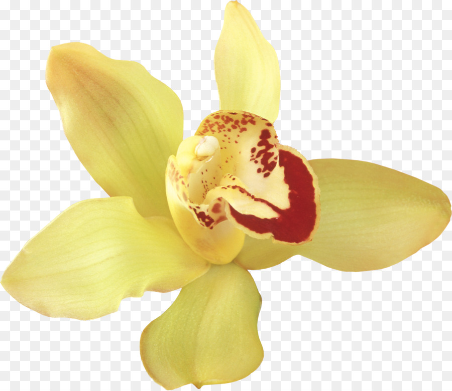 Orquídea Roja，Planta PNG