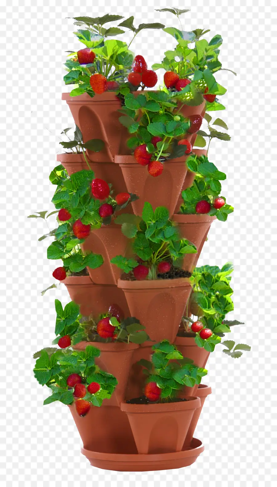 Planta De Fresa，Fruta PNG