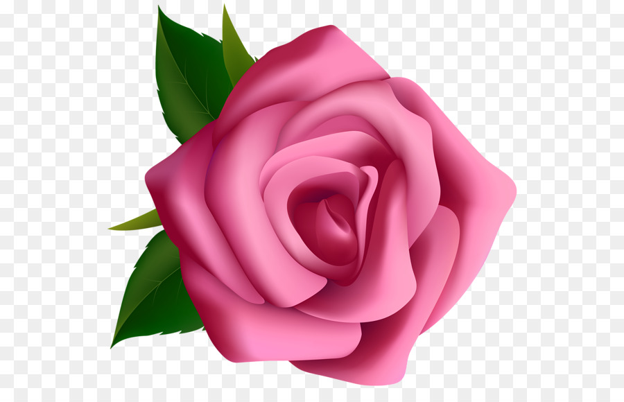 Rosa，Blog PNG