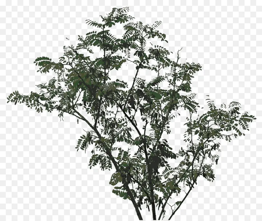 árbol，Robinia PNG