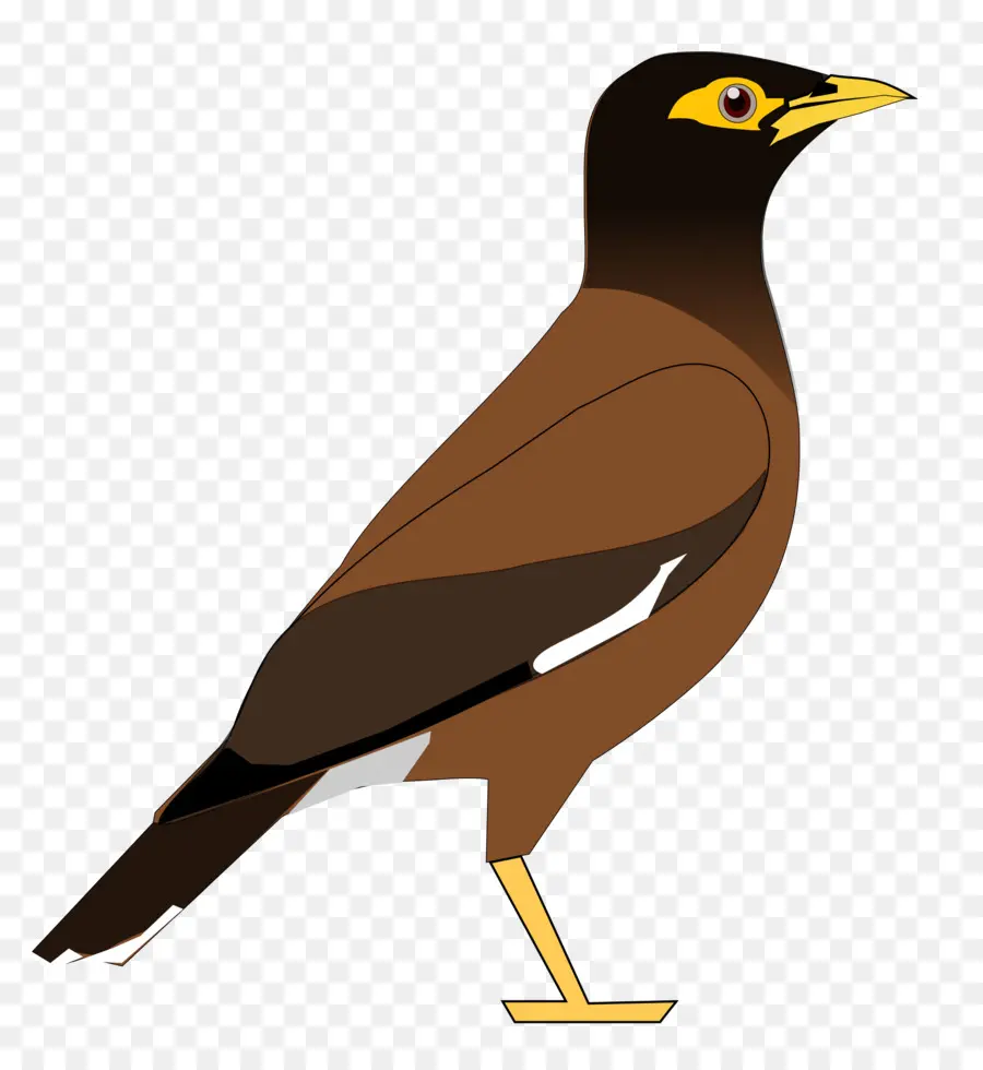 Común Myna，Pájaro PNG