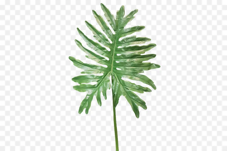 Fern，Planta PNG