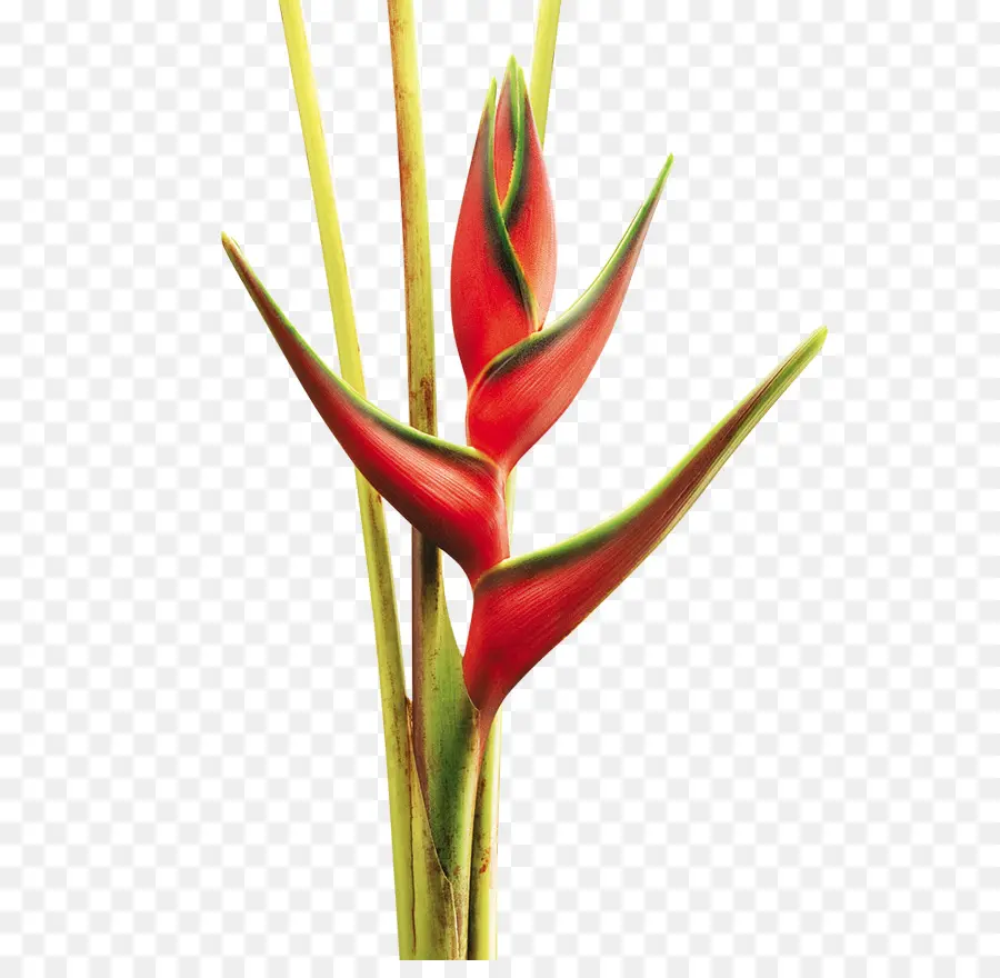 Flor，Lobsterclaws PNG