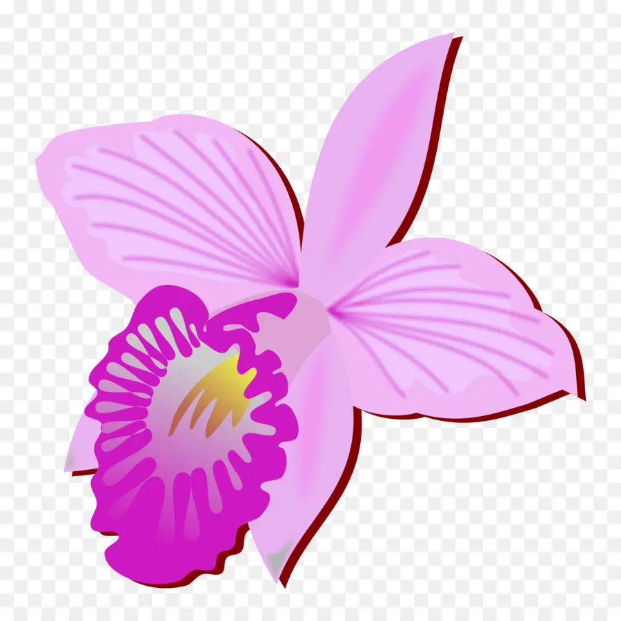 Orquídea，Rosa PNG