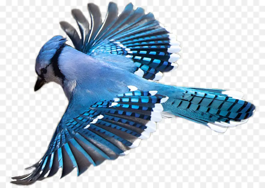 Pájaro，Blue Jay PNG