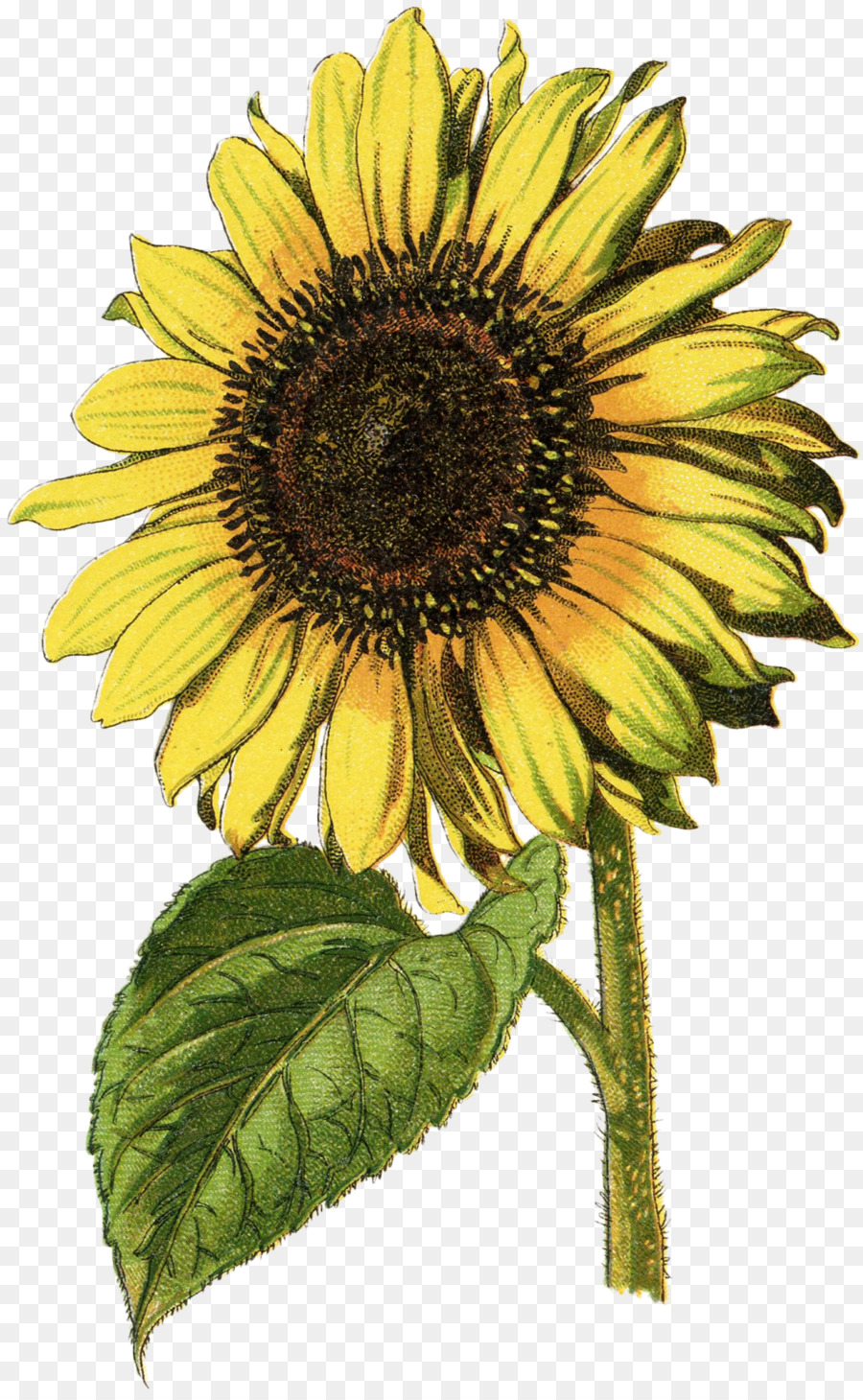 Girasol，Flor PNG