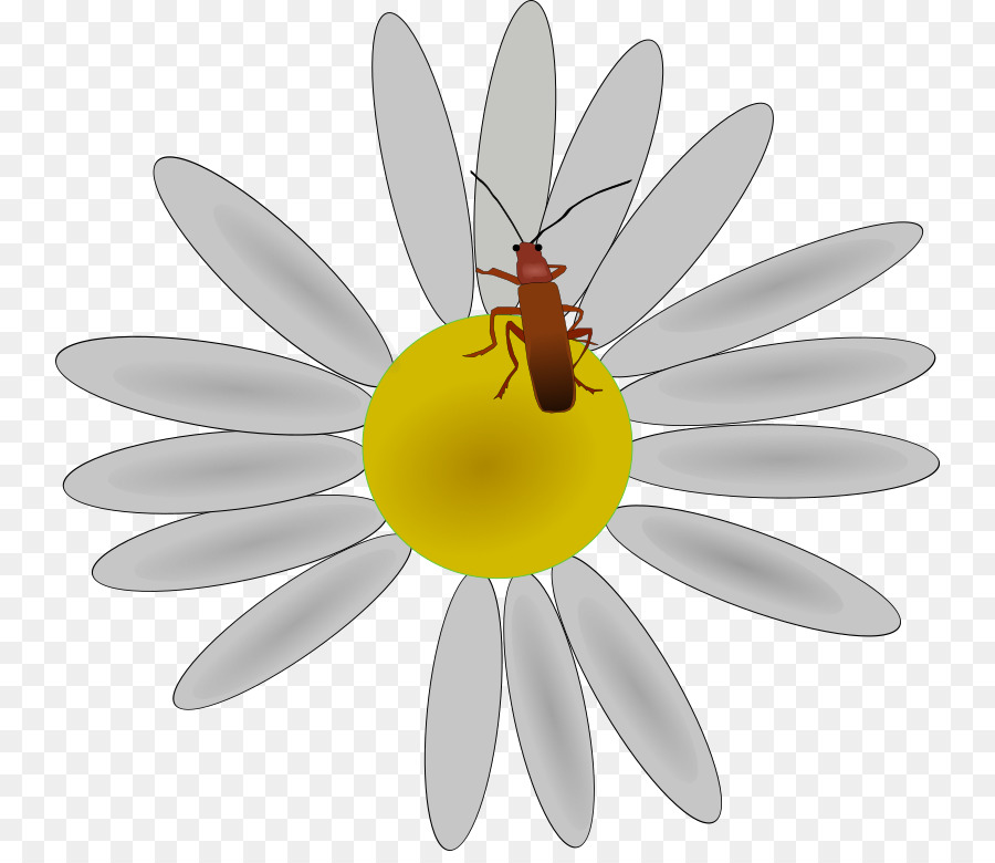 Flor，Insecto PNG