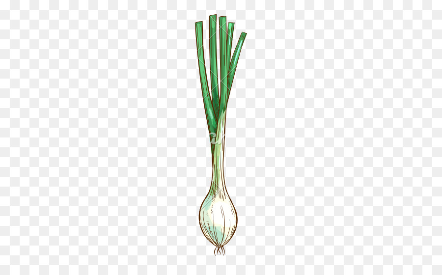 Cebolla，Allium Fistulosum PNG