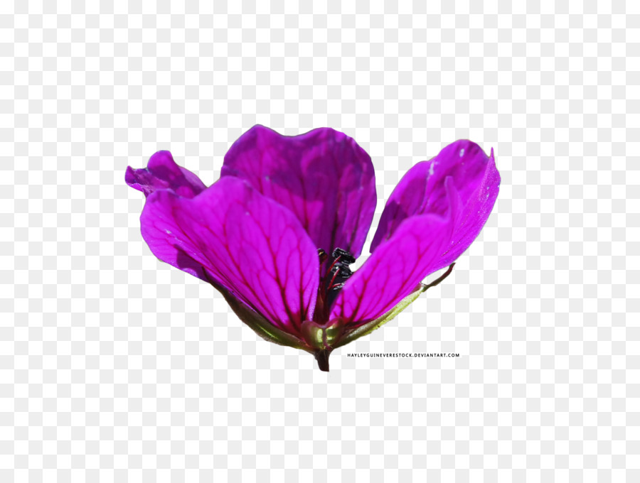 Flor Morada，Pétalos PNG