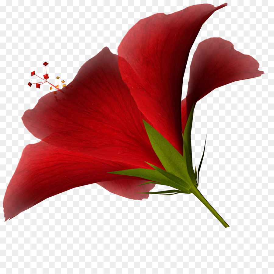 Flor Roja，Florecer PNG