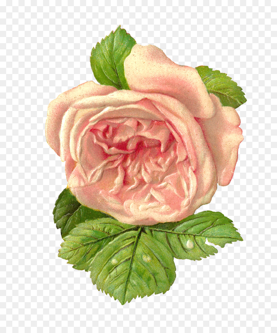 Flor，Papel PNG