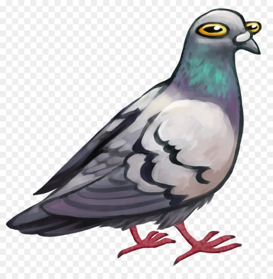 Paloma，Plumas PNG