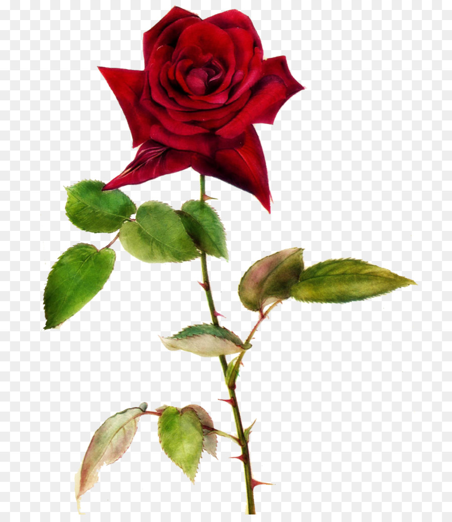 Rosa，Fondo De Escritorio PNG