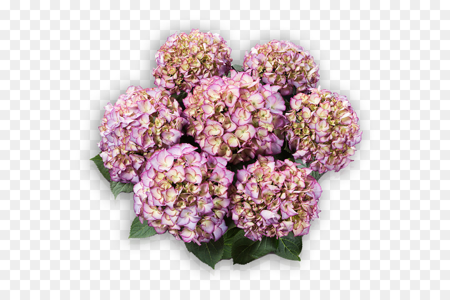 French Hydrangea，Flor PNG