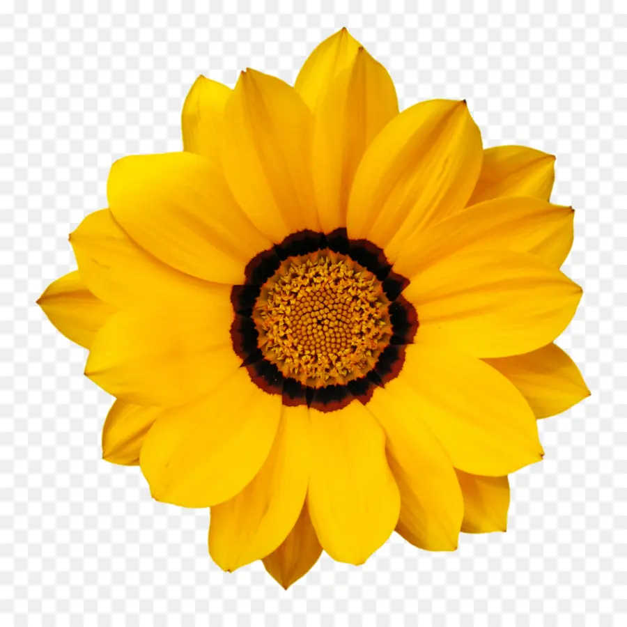 Flor，Color PNG