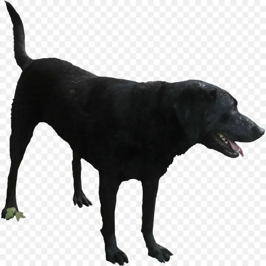 Labrador Retriever，Raza De Perro PNG