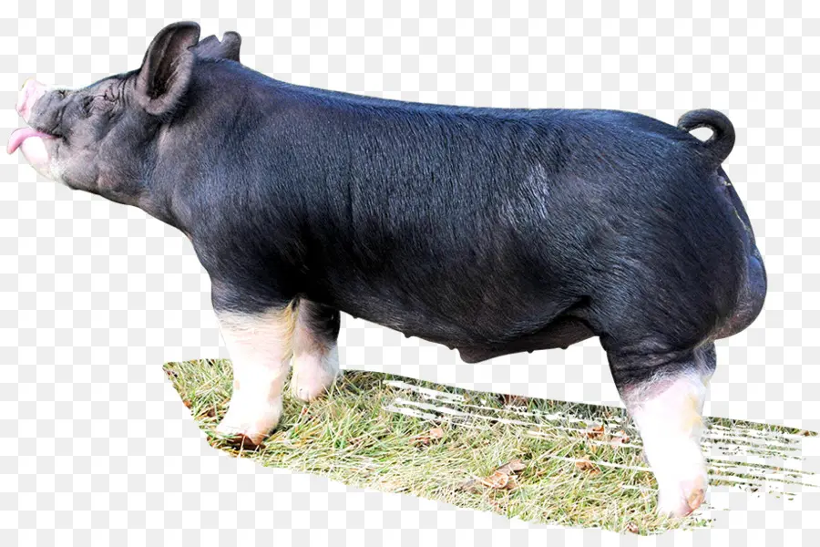 Berkshire Cerdo，El Ganado PNG