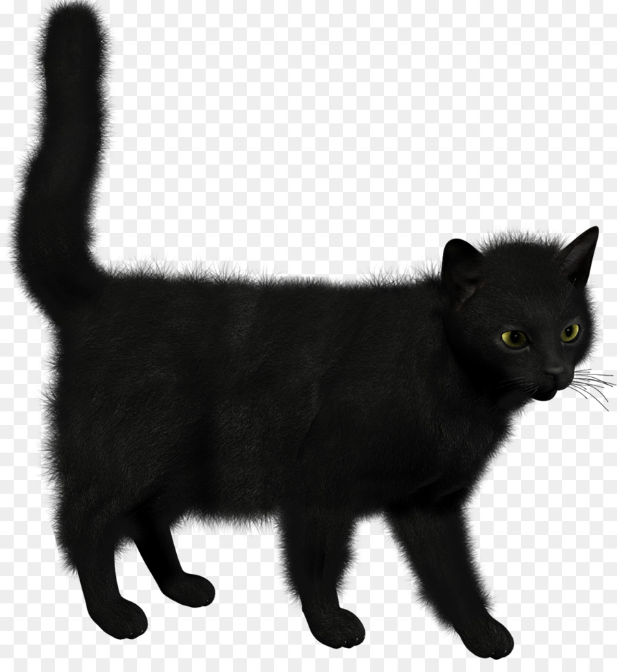 Gato Negro，Pelo PNG