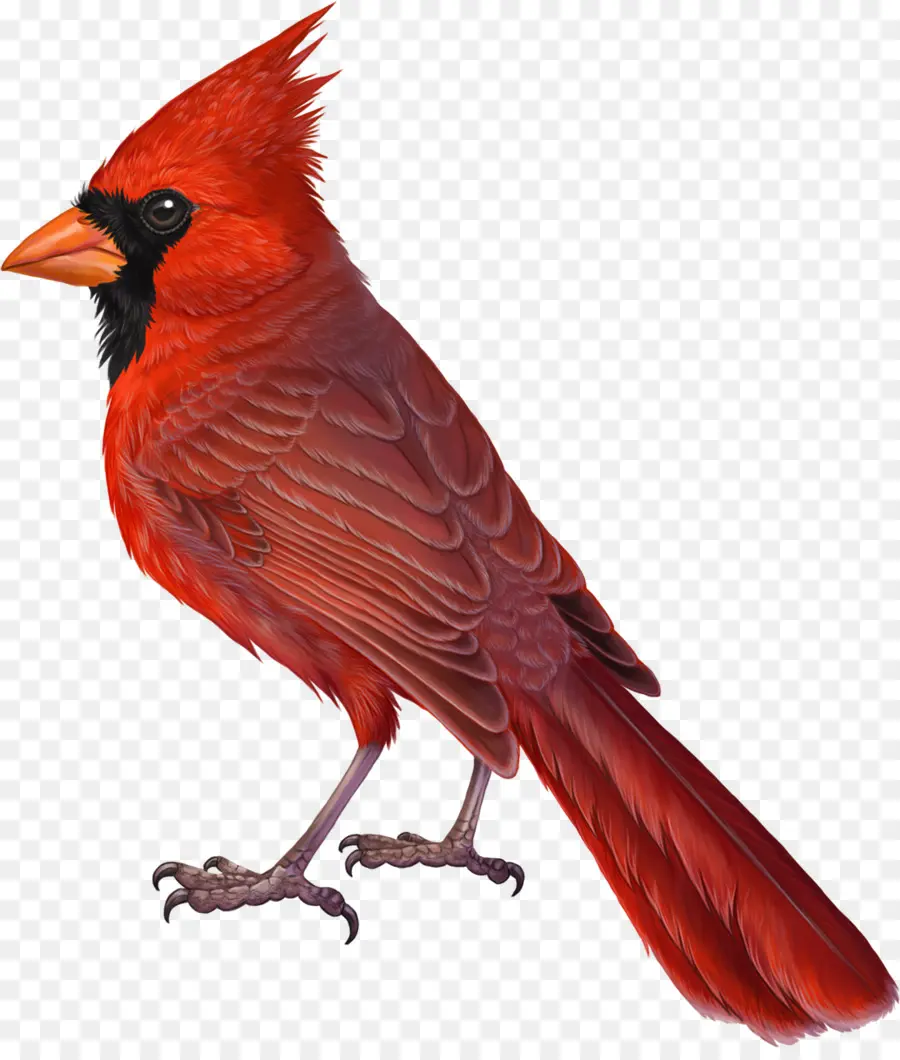 Cardenal Rojo，Encaramado PNG