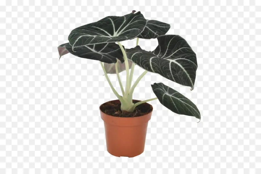 Planta En Maceta，Interior PNG