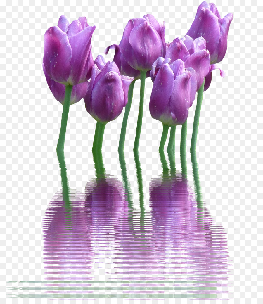 Tulip，Flor PNG