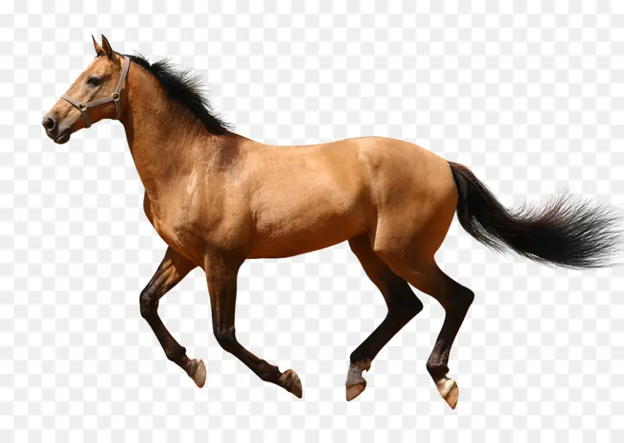 Horse Del Cuarto Americano，Poni PNG