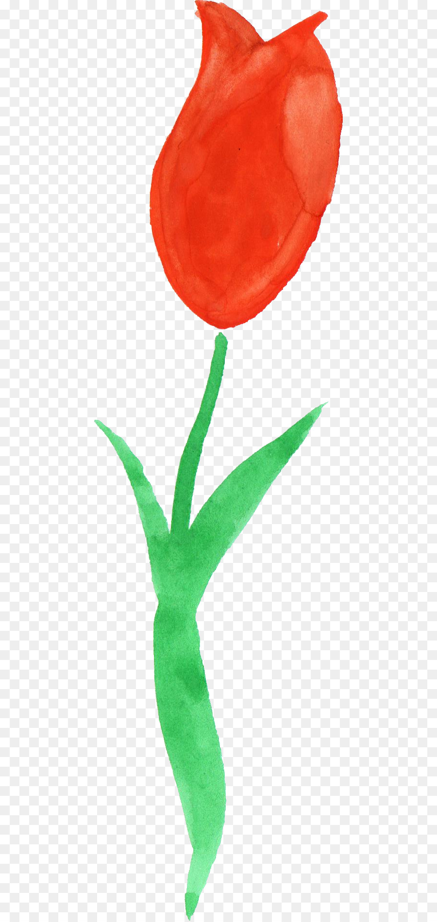 Tulip，Pintura A La Acuarela PNG