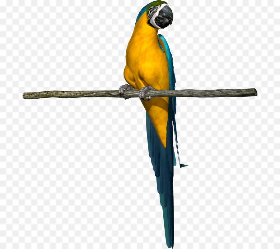 Loro，Pájaro PNG